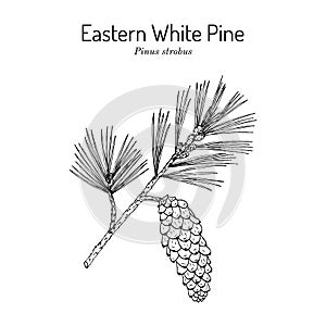 Eastern white pine Pinus strobus , mtdicinal plant, Michigan and Maine State Tree photo