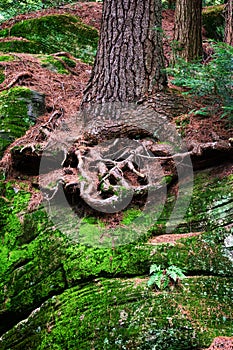 Eastern White Pine Roots on Bedrock photo