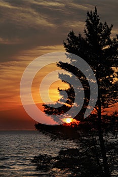 Eastern White Pine on Shore of Lake Huron at Sunset