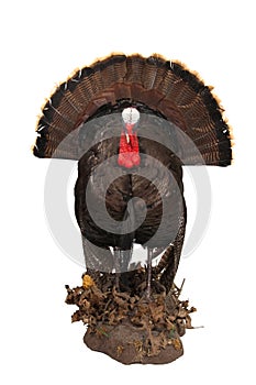 Eastern Wild turkey