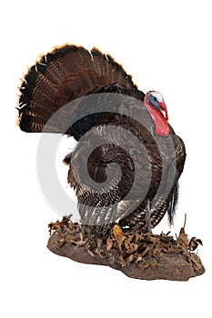 Eastern Wild turkey