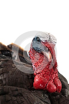 Eastern Wild turkey