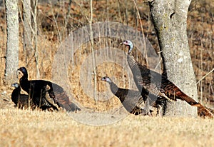 Eastern Wild Turkey