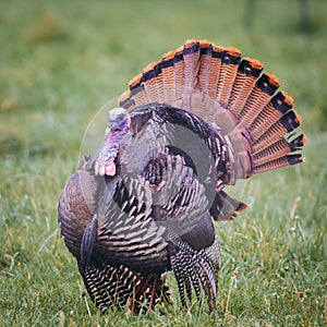 Eastern Wild Turkey at Cades Cove in Tennessee