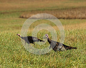 Eastern Wild Turkey