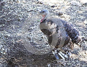 Eastern Wild Turkey photo