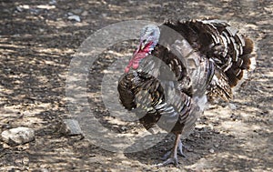 Eastern Wild Turkey photo