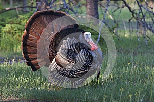 An Eastern Wild Turkey male Meleagris gallopavo animal in full strutting display walking through a grassy meadow in Canada photo