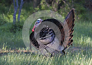 An Eastern Wild Turkey male Meleagris gallopavo animal in full strutting display walking through a grassy meadow in Canada