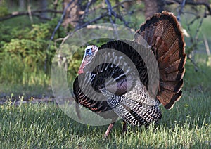 An Eastern Wild Turkey male Meleagris gallopavo animal in full strutting display walking through a grassy meadow in Canada