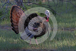 An Eastern Wild Turkey male Meleagris gallopavo in full strutting display walking through a grassy meadow in Canada