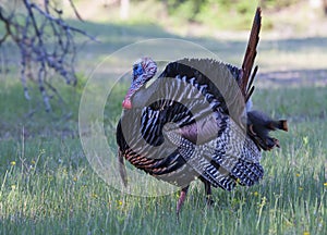 An Eastern Wild Turkey male Meleagris gallopavo in full strutting display walking through a grassy meadow in Canada