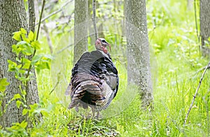 An Eastern Wild Turkey male Meleagris gallopavo strutting through the forest in Canada