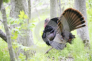 An Eastern Wild Turkey male Meleagris gallopavo strutting through the forest in Canada