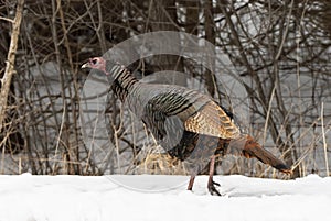 A Eastern Wild Turkey Meleagris gallopavo closeup strutting along a country road in the snow in Canada