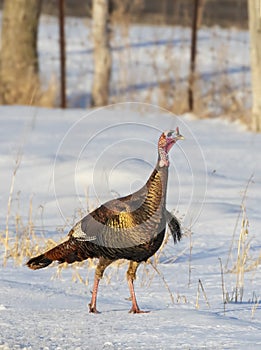 An Eastern Wild Turkey Meleagris gallopavo closeup strutting in the snow in Canada