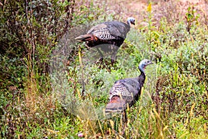 Eastern wild turkey Meleagris gallopavo in early fall in central Wisconsin