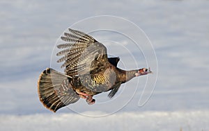 An Eastern Wild Turkey Meleagris gallopavo in flight over the snow in Ottawa, Canada