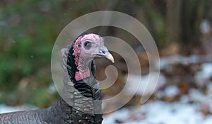 Eastern Wild Turkey Meleagris gallopavo silvestris hen.