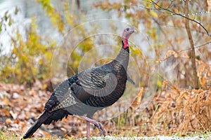 Eastern Wild Turkey Meleagris gallopavo silvestris hen.