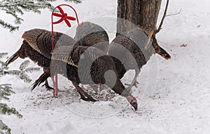 Eastern Wild Turkey Meleagris gallopavo silvestris hens.