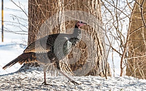 Eastern Wild Turkey Meleagris gallopavo silvestris hens in a wooded yard.