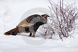 Eastern wild turkey in snow