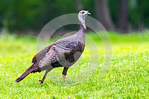 Eastern Wild Turkey