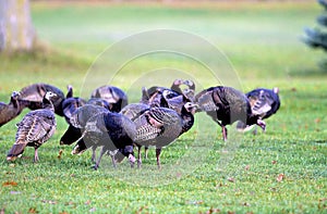 Eastern Wild Turkeys  26160