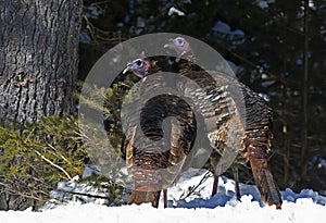 Eastern Wild Turkeys Meleagris gallopavo standing in the snow in Canada