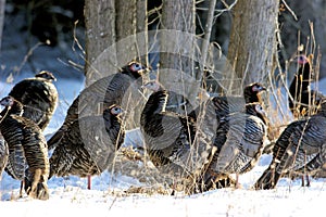 Eastern Wild Turkeys in Snow  702765