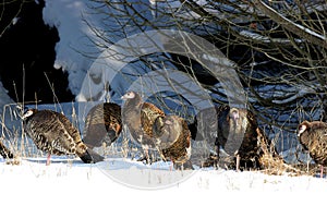 Eastern Wild Turkeys in Snow  702811