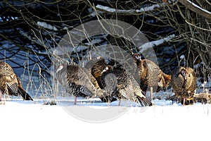 Eastern Wild Turkeys in Snow  702816