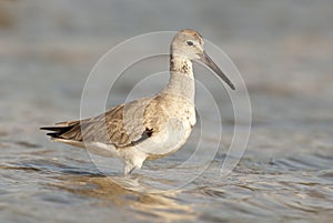 Eastern Willet