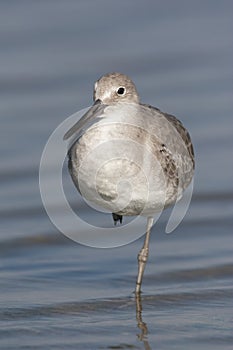 Eastern Willet