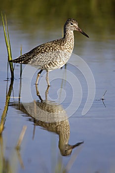 Eastern Willet