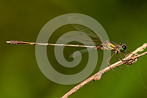 Eastern Willow Spreadwing