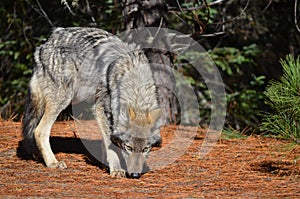 Eastern Wolf in the wilderness