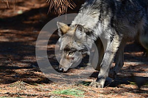 Eastern Wolf in the wilderness