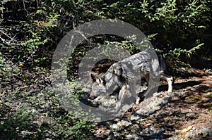 Eastern Wolf in the wilderness