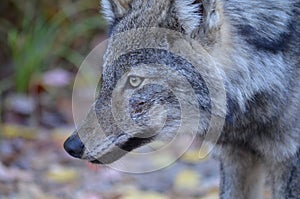 Eastern Wolf in the wilderness