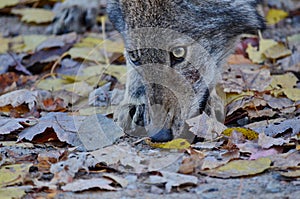 Eastern Wolf in the wilderness