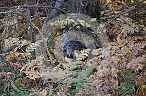 Eastern Wolf in the wilderness