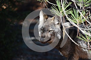 Eastern Wolf in the wilderness