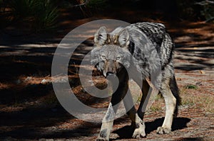 Eastern Wolf in the wilderness