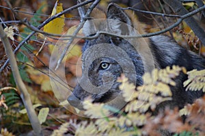 Eastern Wolf in the wilderness