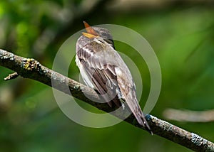 Eastern Wood-Peewee Perched in Tree