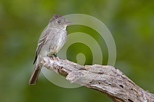 Eastern Wood Pewee