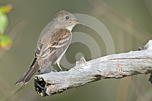 Eastern Wood-Pewee