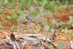 Eastern Wood Pewee Contopus virens photo